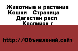 Животные и растения Кошки - Страница 2 . Дагестан респ.,Каспийск г.